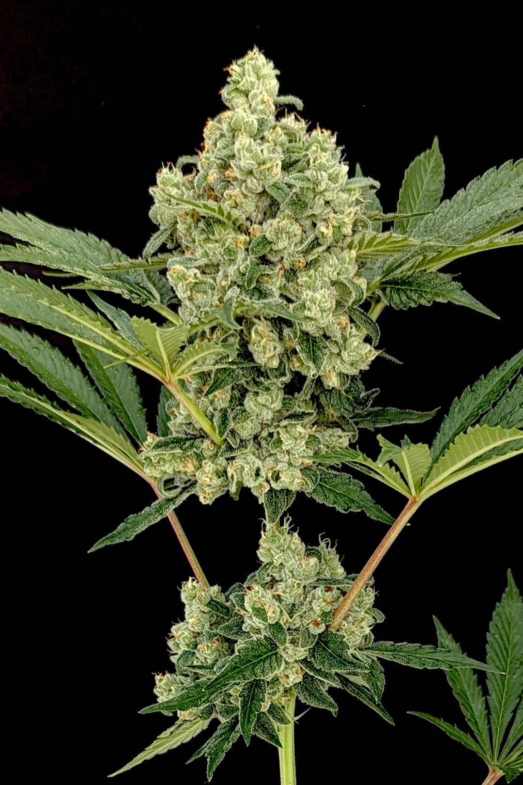 Photosensitive - Full Season